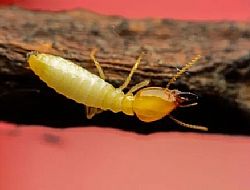 白蚁的真实图片，大家可以认识认识。
